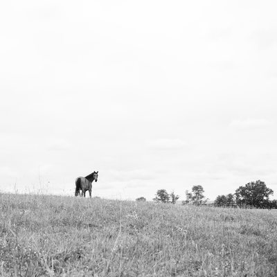 Horse in Pasture Photograph