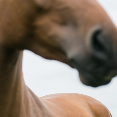Abstract Brown Horse