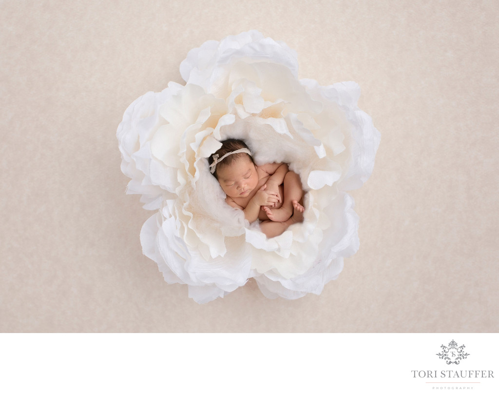 Philadelphia Newborn Photographer White Flower