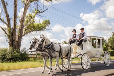 Wedding Horse  & Carriage