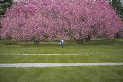 Longwood Gardens cherry blossom engagement photos