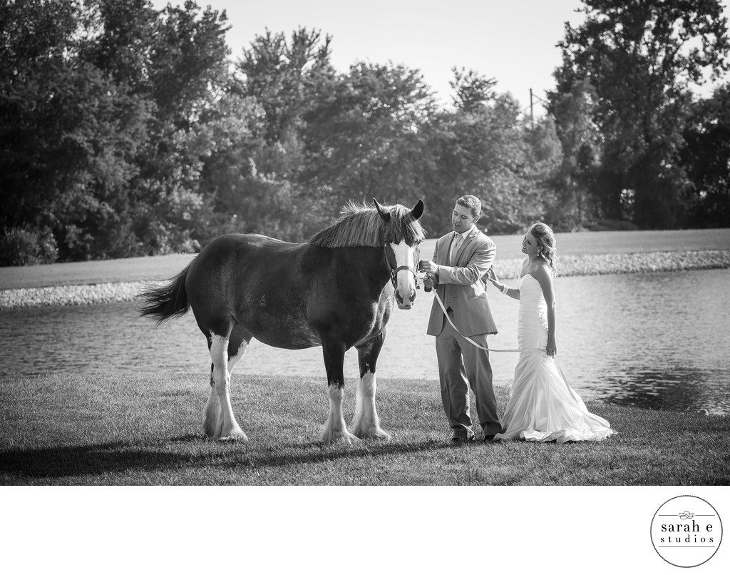 Clydesdale with Bride and Groom in Southern Illinois Wedding Pics