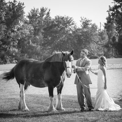 Clydesdale with Bride and Groom in Southern Illinois Wedding Pics