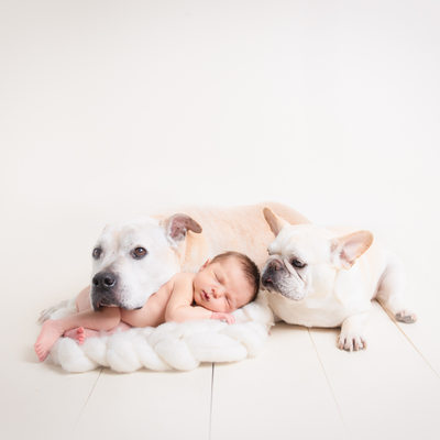 newborn baby and dogs Broward Florida photographer