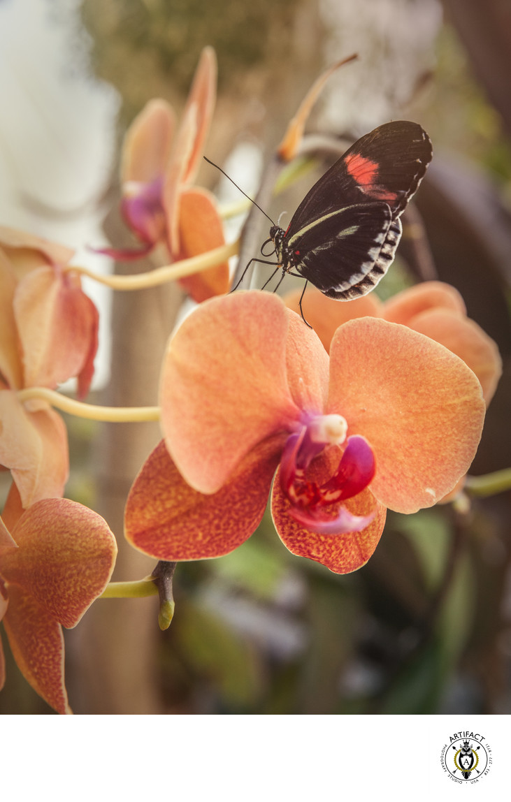 Postman Butterfly with Orchid