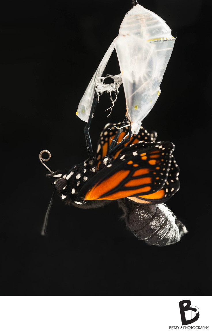 Monarch Butterfly Emerging from its Chrysalis Fine Art Photographs of