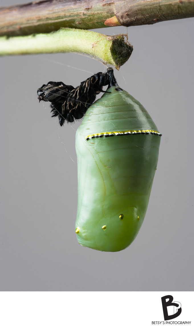 Monarch Chrysalis Fine Art Photographs of Nature + Wildlife Betsy's