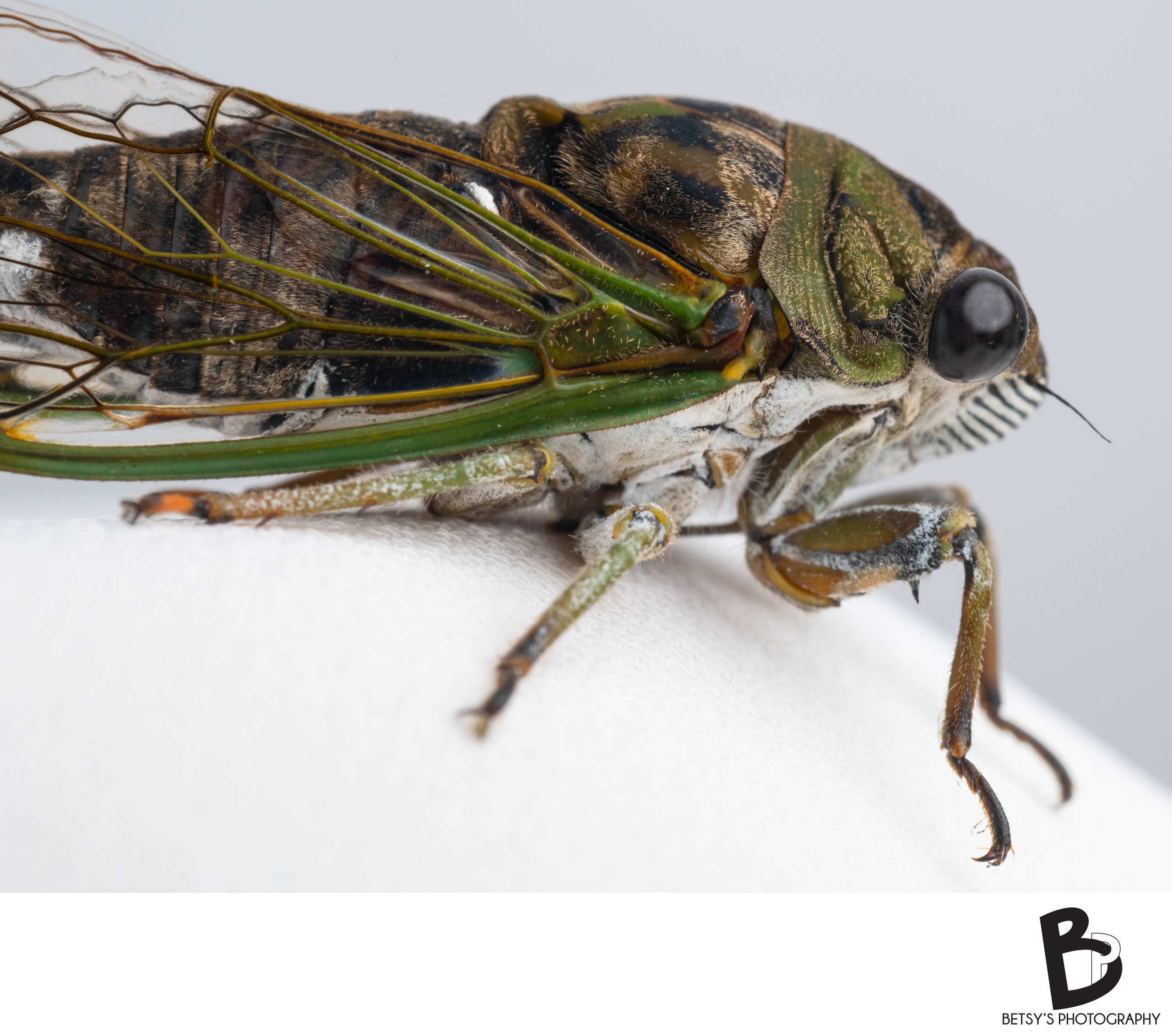 Macro Photograph of Michigan Cicada Fine Art Photographs of Nature