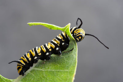 Monarch Caterpillar on Milkweed Leaf