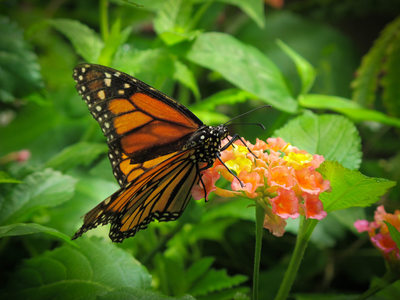 The Butterfly House at Mackinac Island