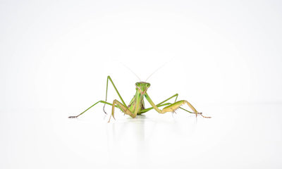 Praying Mantis (Insect Macro Photo)