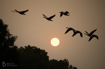 Smoky Sunrise with Geese in Flight