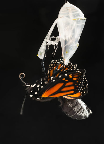 Monarch Butterfly Emerging from its Chrysalis