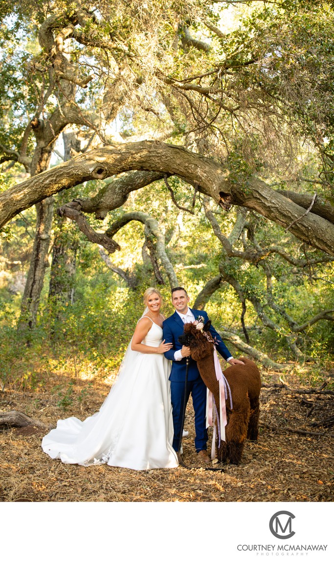 Alpaca at Forever and Always Farm Wedding Venue