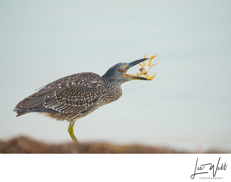 Heron catching crab