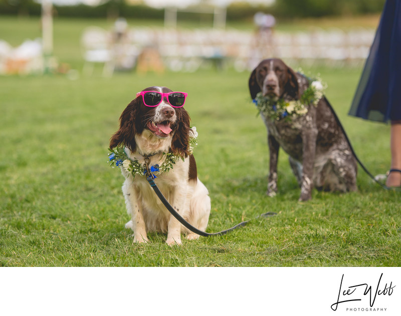 Wedding Dogs