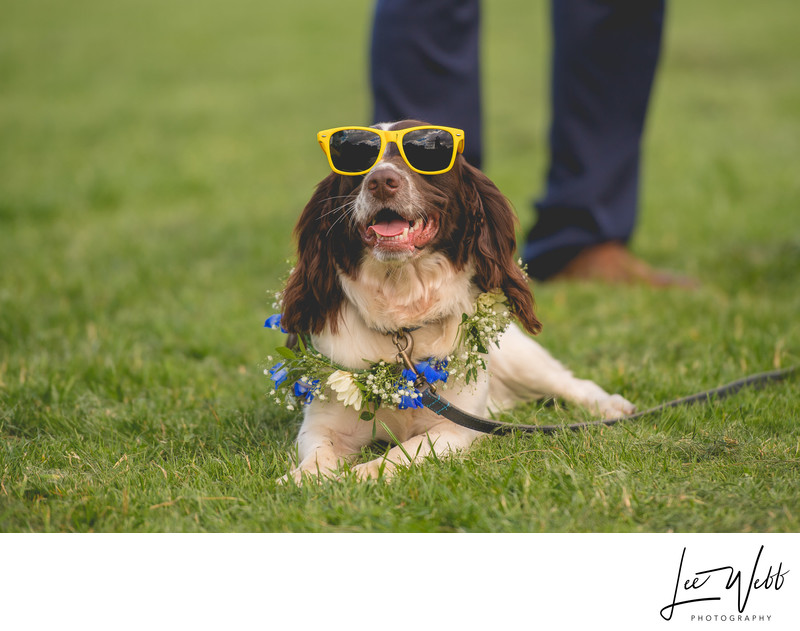 Dog Wedding Costume Worcestershire