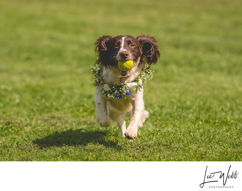 Wedding Dog Costume Worcestershire