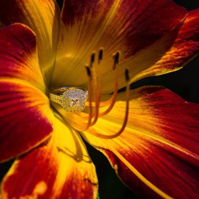 Engagement Ring inside Spring Flower in MIlton