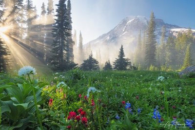 Wild flower and mountain Wall art 