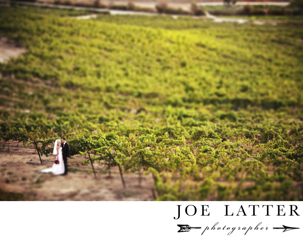 Wedding photograph of bride and groom standing in the vineyard at Falkner Winery in the Temecula wine country of California.