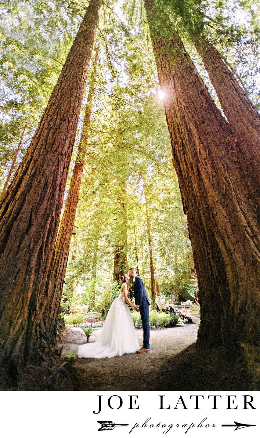 Best Redwoods Forest Wedding Photographer in San Francisco and Northern California
