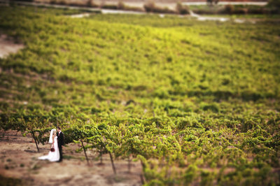 Wedding photograph of bride and groom standing in the vineyard at Falkner Winery in the Temecula wine country of California.