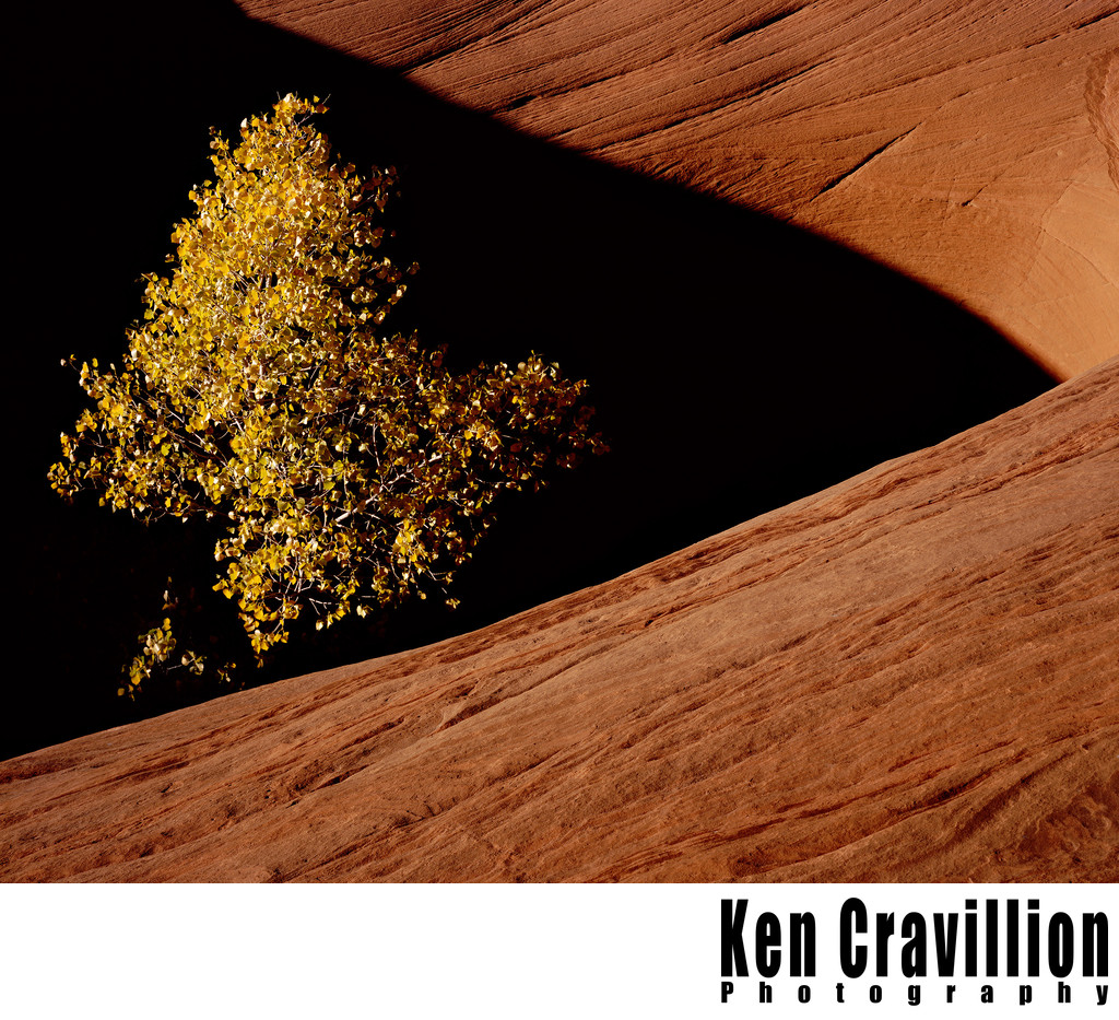 Cottonwood Tree Sandstone Hole Escalante Utah Photo