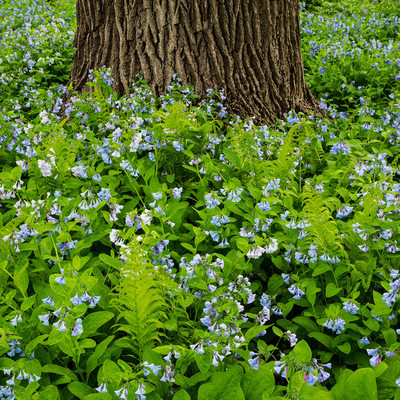 Paine Art Center Oshkosh Blue Bell Flowers Tree
