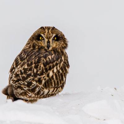 Short Eared Owl Wisconsin Photo