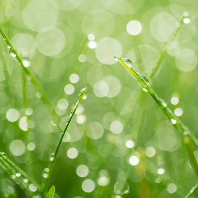 Morning Dew Drops on Grass Oshkosh