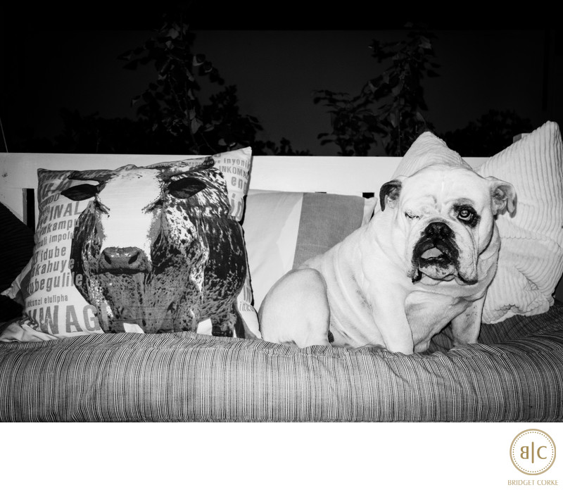 Bridget Corke Personal Family Photograph of Her Bulldog Venus on Couch with Nguni Cow Pet Photography