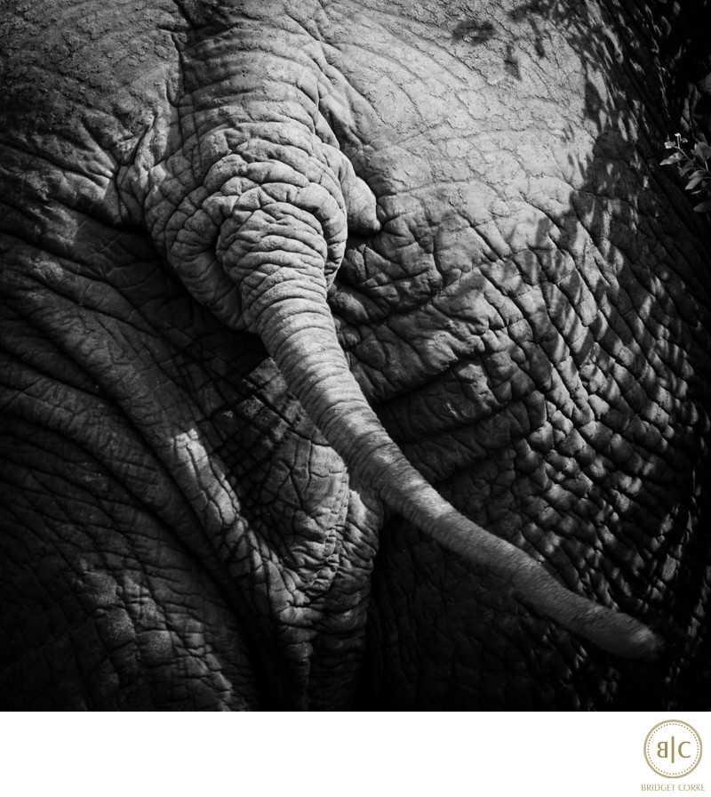 Tail End of Elephant Captured in Kruger National Park South AFrica