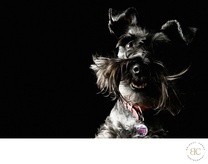 Expressive Schnauzer by Johannesburg Dog Photographer