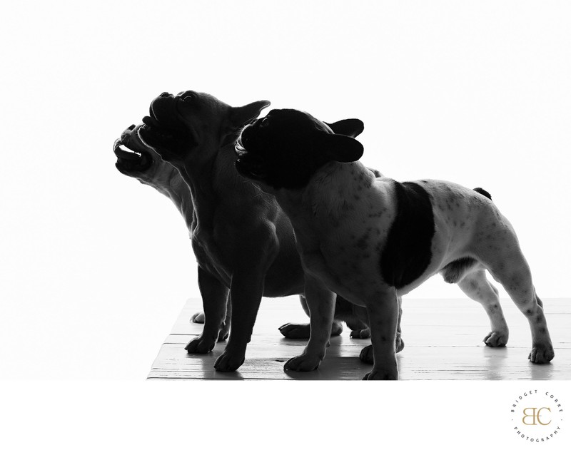 Silhouette of Three French Bulldogs