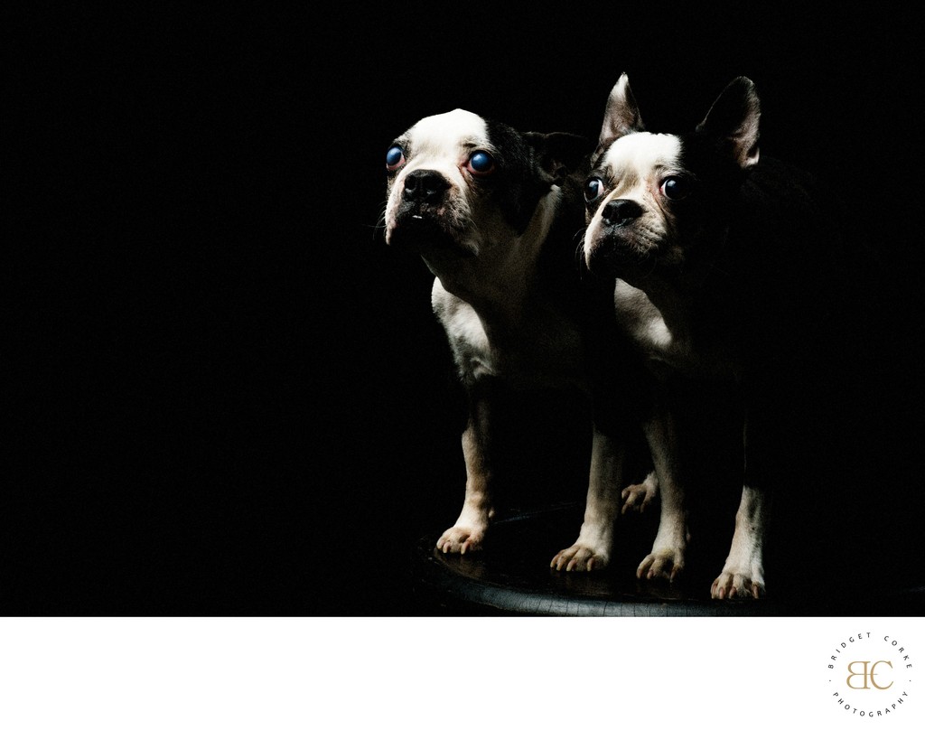 Boston Terriers Studio Portrait