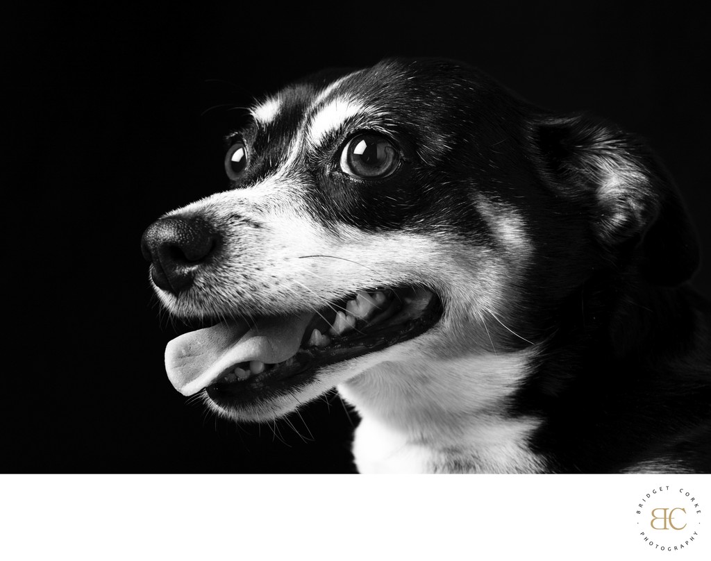 Cost Dog Photos