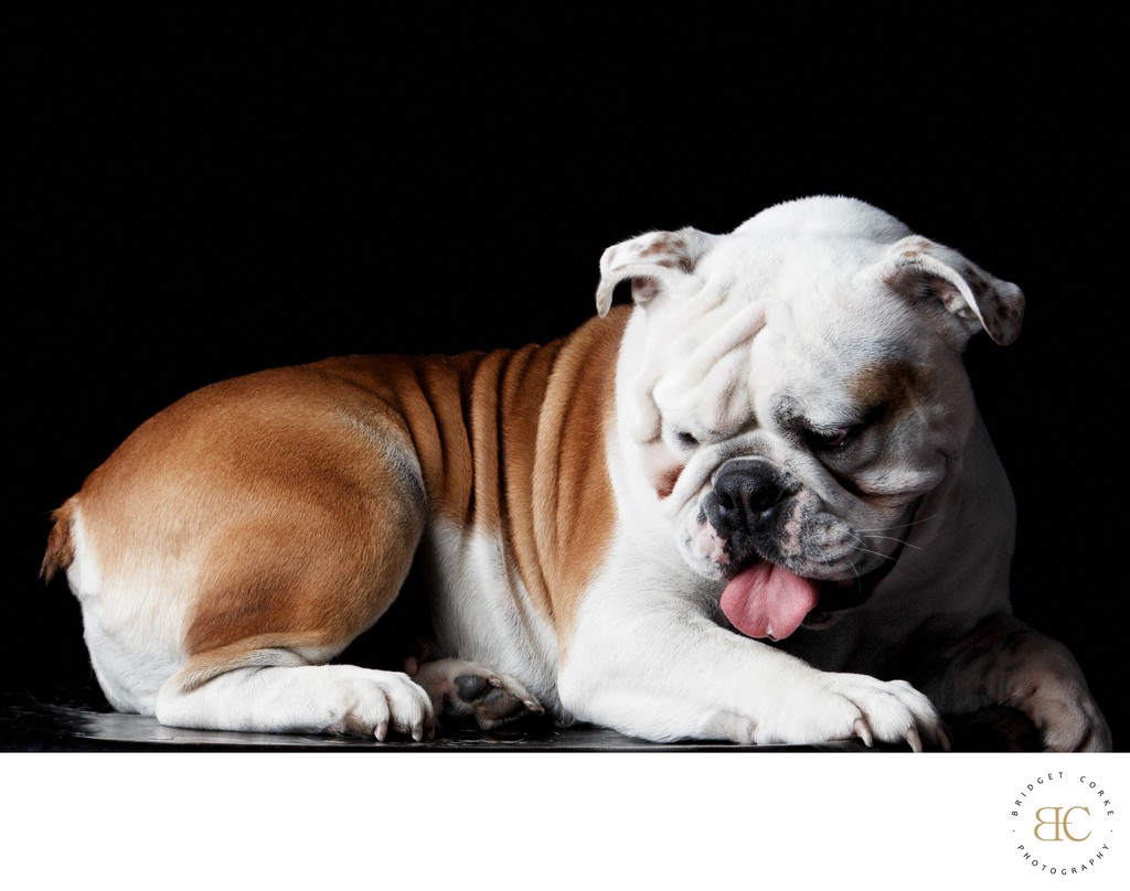 White Red Bulldog