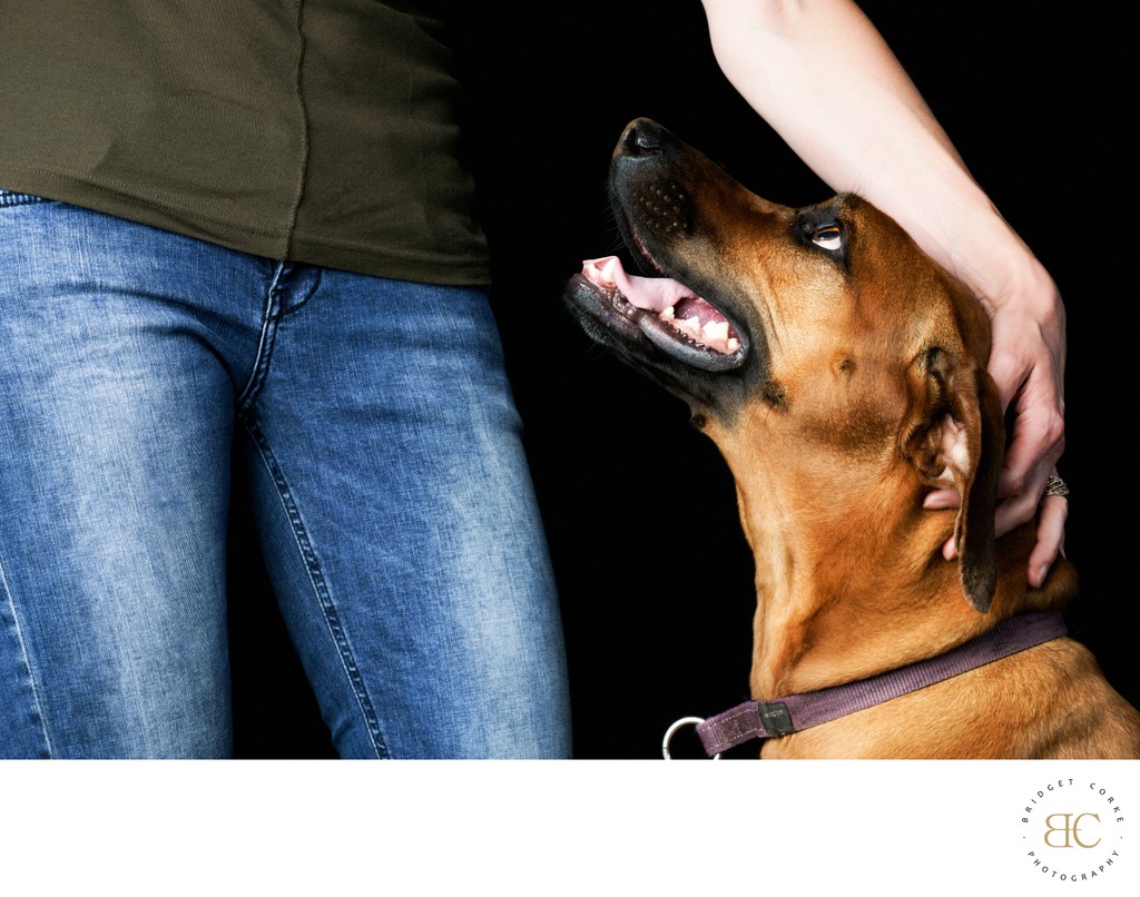 Rhodesian Ridgeback Looking At Woman