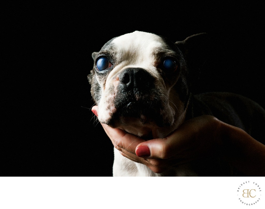 Boston Terrier Closeup