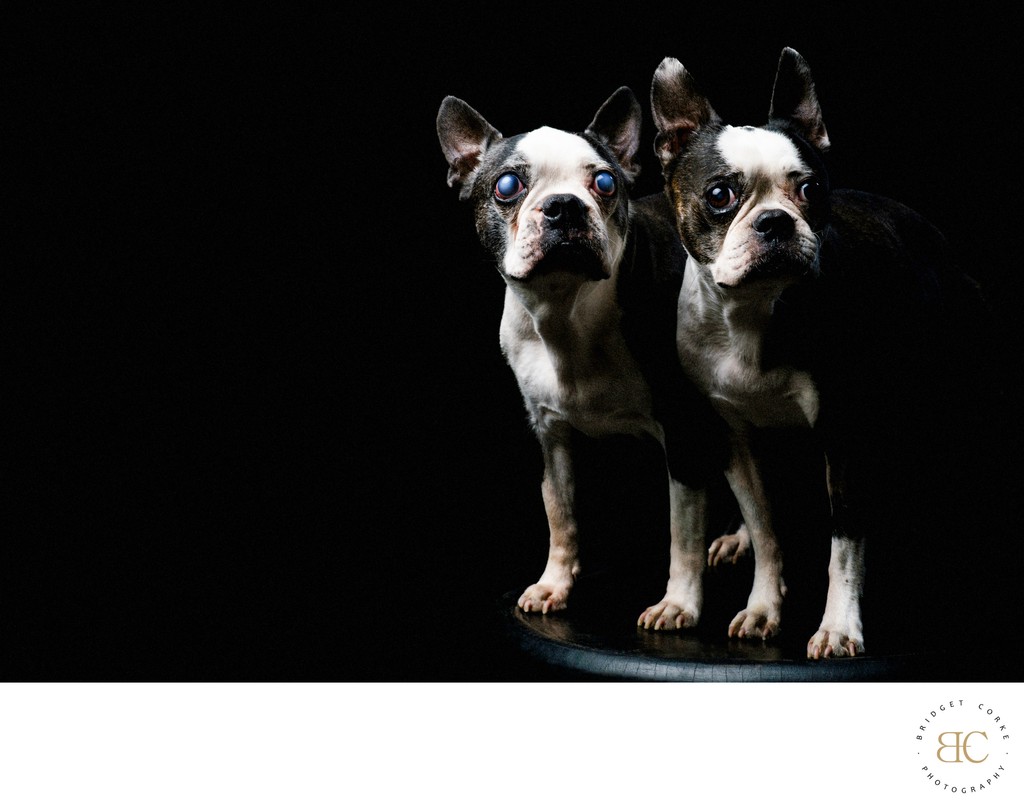 Boston Terriers Standing