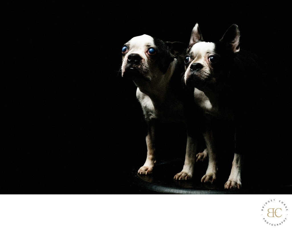 Boston Terriers Looking Outward