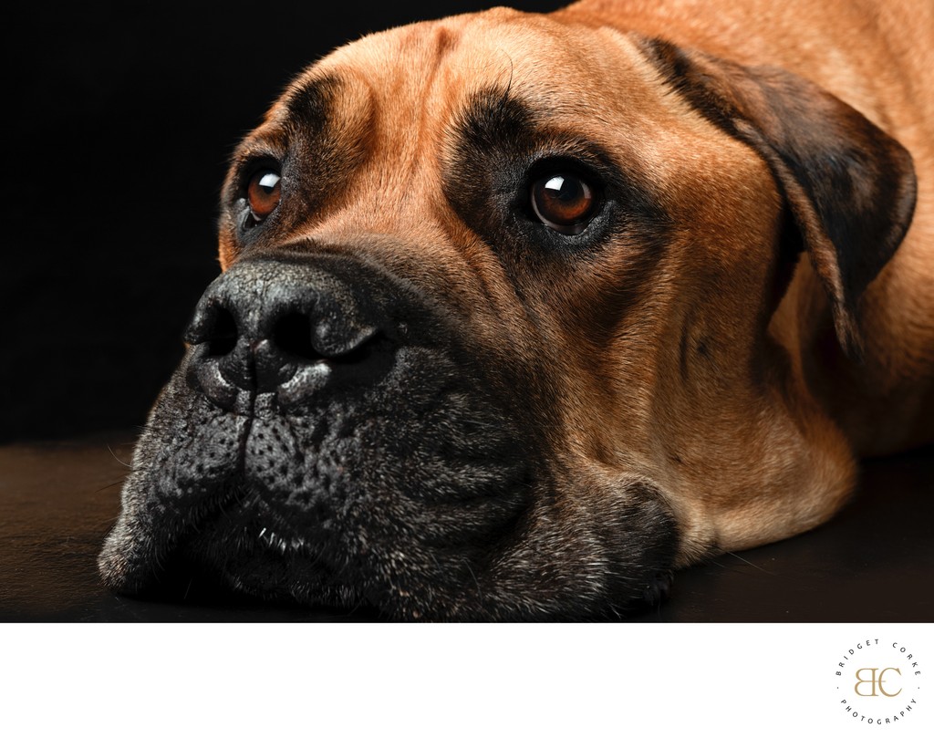 Old Bullmastiff Close Up