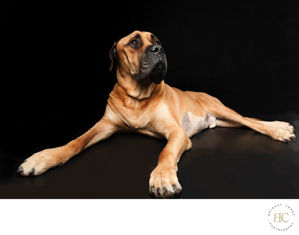 Bullmastiff Dog Lying Down