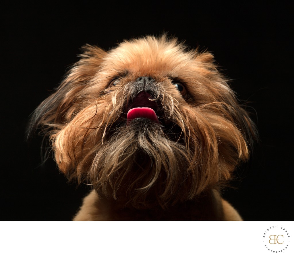 Yorkshire Terrier Looking Up