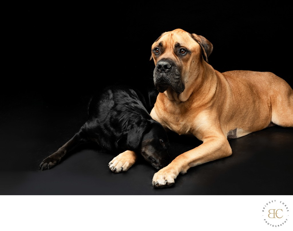 Bullmastiff Against Black Background