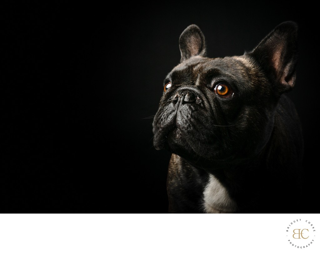 Black French Bulldog Against Black Background