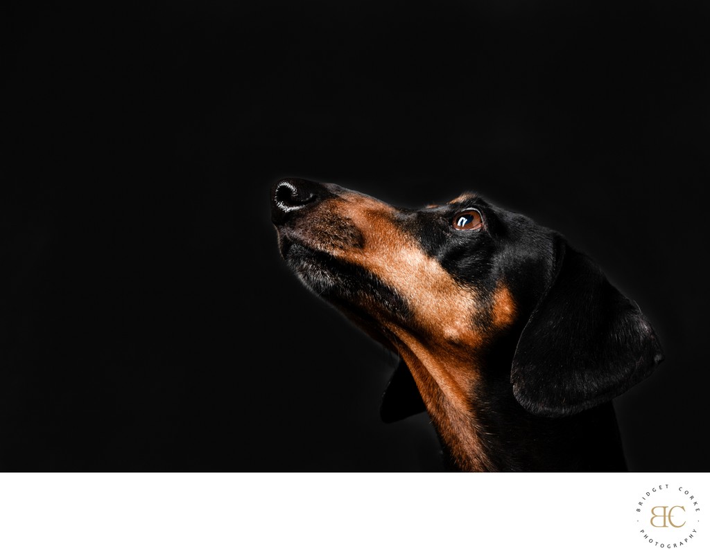 Black Dachshund Looking Up