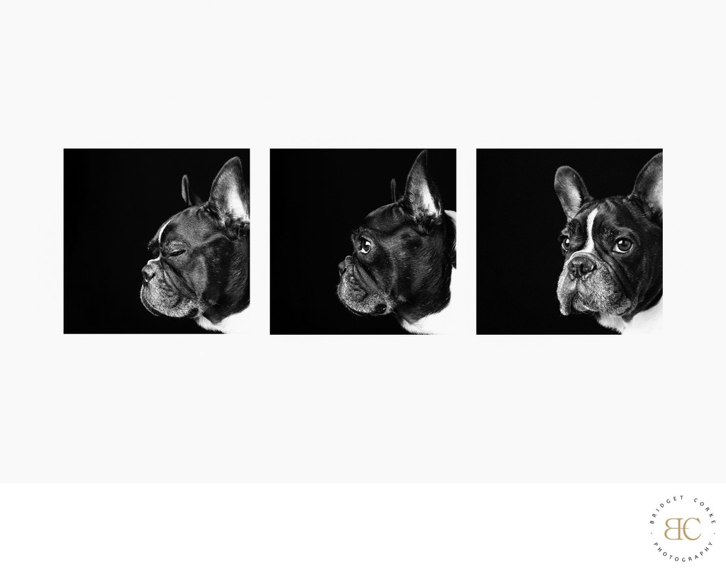 Three Portraits of French Bulldog