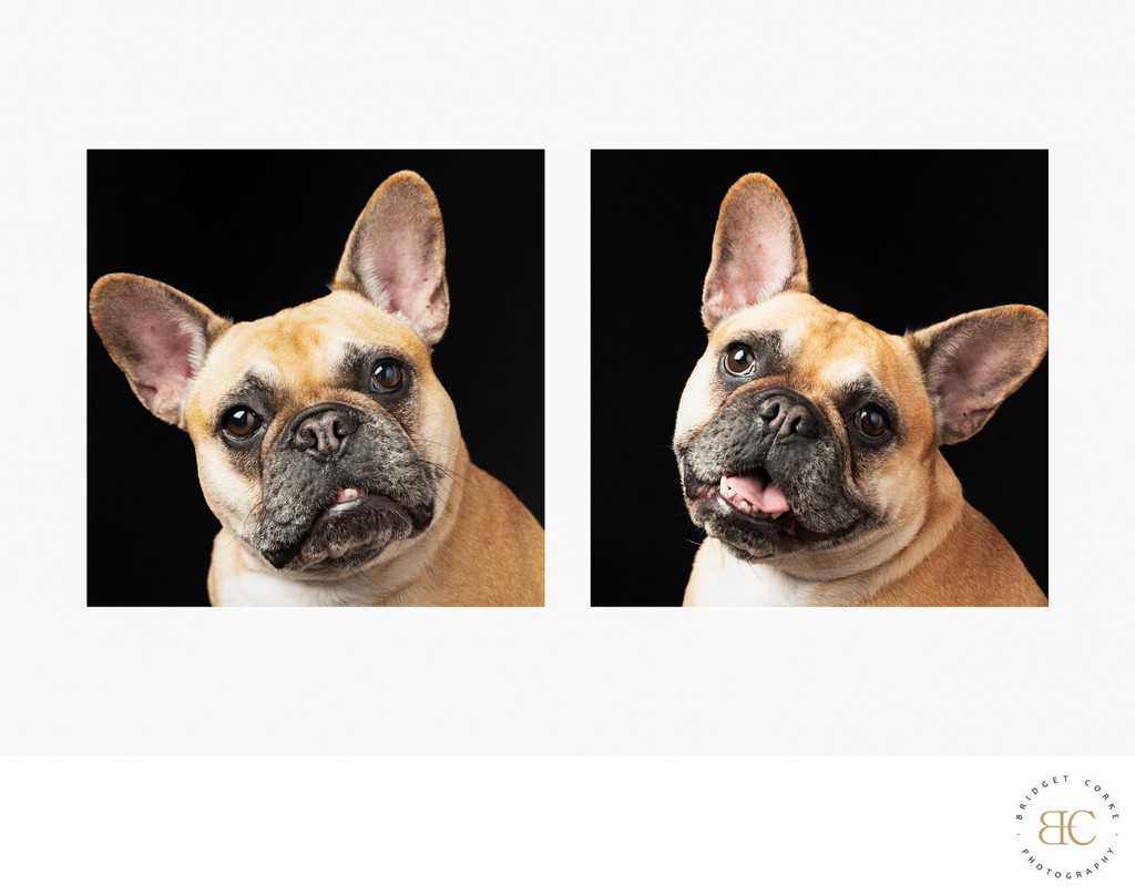 Funny Face Of Tan French Bulldog